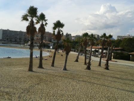 palmiers sur plage de Toulon